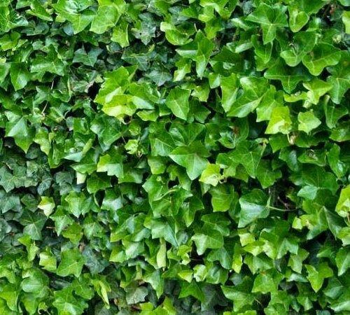 Топ лучших растений для живой изгороди. Растения