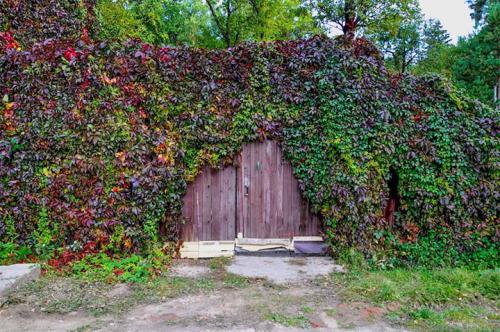 Вечнозеленые вьющиеся растения для забора. Быстрорастущие многолетние растения