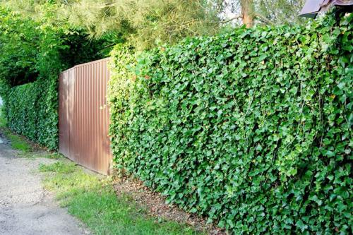 Вечнозеленые вьющиеся растения для забора. Быстрорастущие многолетние растения