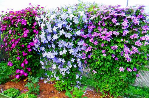 Быстрорастущие вечнозеленые вьющиеся растения для забора. Быстрорастущие многолетние растения