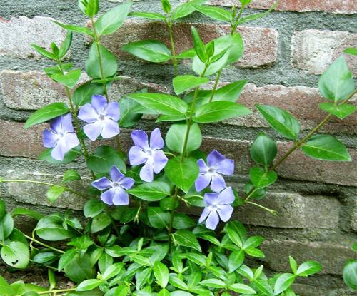 Быстрорастущие вечнозеленые вьющиеся растения для забора. Быстрорастущие многолетние растения