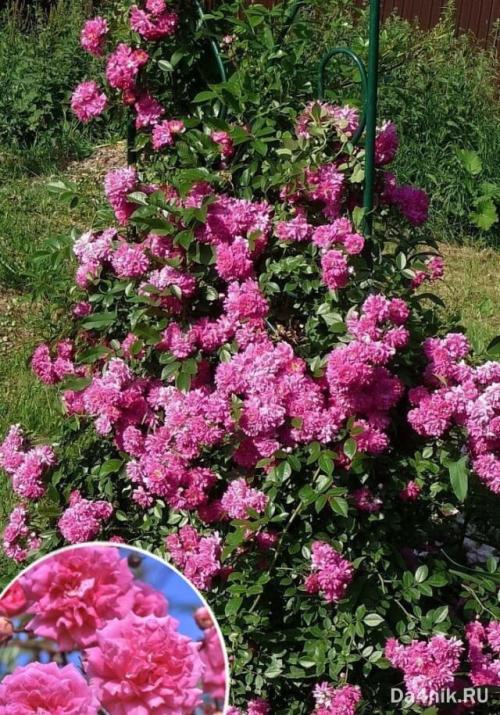 Быстрорастущие вьющиеся растения для забора многолетние. 01 Быстрорастущие вьющиеся растения для забора многолетние. 01