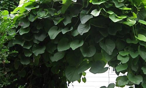Выбор вечнозеленых вьющихся растений для живой изгороди. Многолетние вьюны с декоративными листьями