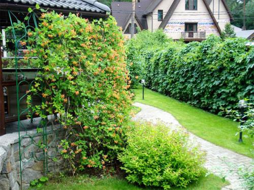 Быстрорастущие вечнозеленые вьющиеся растения для забора. Быстрорастущие многолетние растения