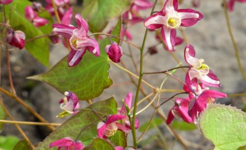 Неприхотливые тенелюбивые растения для сада.. Тенелюбивые цветы