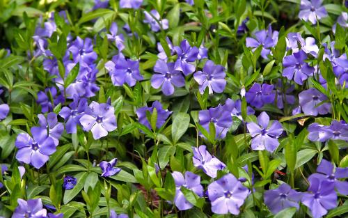 Неприхотливые тенелюбивые растения для сада.. Тенелюбивые цветы