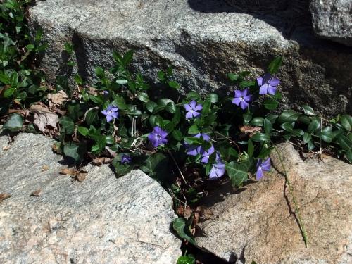 Неприхотливые тенелюбивые растения для сада.. Тенелюбивые цветы