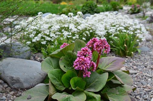 Неприхотливые тенелюбивые растения для сада.. Тенелюбивые цветы