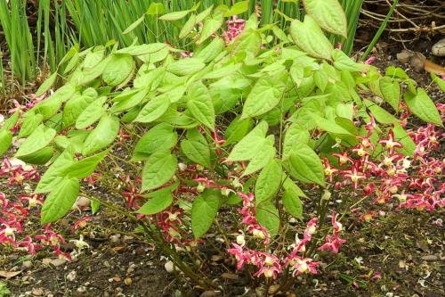 Неприхотливые тенелюбивые растения для сада.. Тенелюбивые цветы