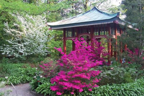 Теневыносливые кустарники для сада. Какие растения посадить в тенистом месте 03 Теневыносливые кустарники для сада. Какие растения посадить в тенистом месте 03