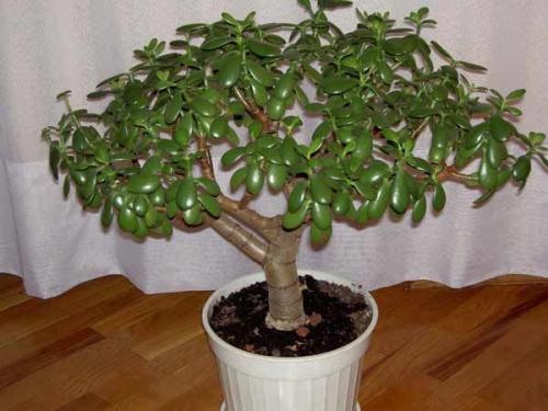 Тенелюбивые и теневыносливые кустарники и деревья для сада. Виды тени 22 Тенелюбивые и теневыносливые кустарники и деревья для сада. Виды тени 22