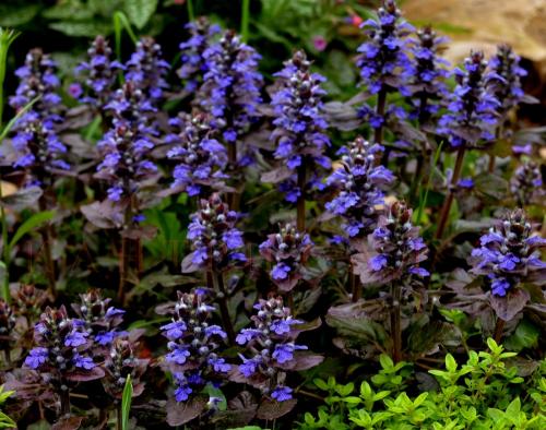 Тенелюбивые и теневыносливые кустарники и деревья для сада. Виды тени 15 Тенелюбивые и теневыносливые кустарники и деревья для сада. Виды тени 15