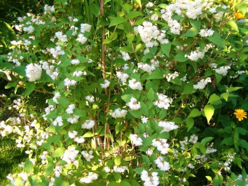 Тенелюбивые и теневыносливые кустарники и деревья для сада. Виды тени 10 Тенелюбивые и теневыносливые кустарники и деревья для сада. Виды тени 10