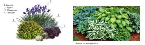 8 лучших теневыносливых кустарников.  Роскошь видовых рододендронов 11 8 лучших теневыносливых кустарников.  Роскошь видовых рододендронов 11