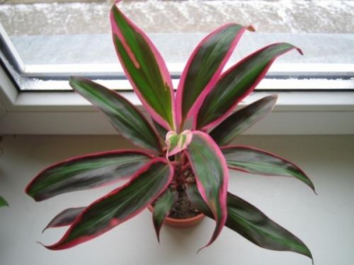 Тенелюбивые и теневыносливые кустарники и деревья для сада. Виды тени 24 Тенелюбивые и теневыносливые кустарники и деревья для сада. Виды тени 24