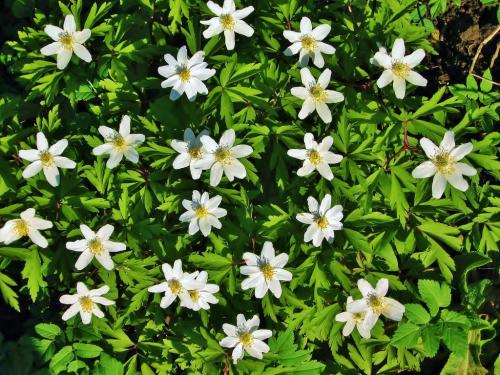 Тенелюбивые и теневыносливые кустарники и деревья для сада. Виды тени