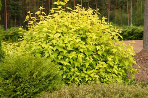 Тенелюбивые и теневыносливые кустарники и деревья для сада. Виды тени 12 Тенелюбивые и теневыносливые кустарники и деревья для сада. Виды тени 12