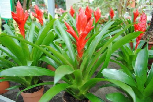 Тенелюбивые и теневыносливые кустарники и деревья для сада. Виды тени 19 Тенелюбивые и теневыносливые кустарники и деревья для сада. Виды тени 19