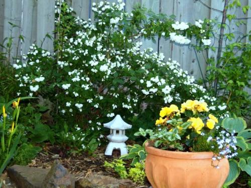 Тенелюбивые и теневыносливые кустарники и деревья для сада. Виды тени 11 Тенелюбивые и теневыносливые кустарники и деревья для сада. Виды тени 11