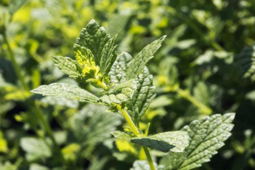 Тенелюбивые растения огородные и садовые. Распределение растений по участку 04