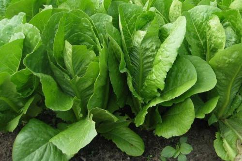 Тенелюбивые растения огородные и садовые. Распределение растений по участку 03