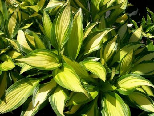 Теневыносливые растения примеры. Список тенелюбивых цветов и растений (21 фото), особенности ухода. Примеры посадки