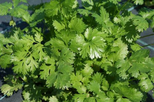 Тенелюбивые растения огородные и садовые. Распределение растений по участку 02