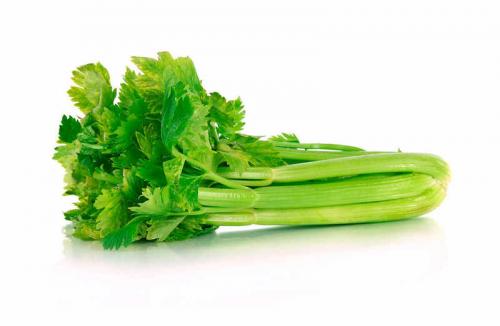 Тенелюбивые растения огородные и садовые. Распределение растений по участку 08