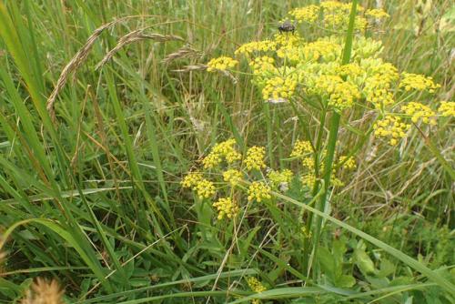 Тенелюбивые растения огородные и садовые. Распределение растений по участку 06