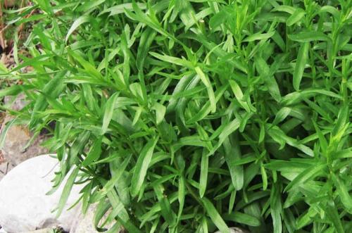 Тенелюбивые растения огородные и садовые. Распределение растений по участку 10