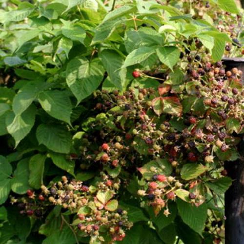 Какие плодовые кустарники можно без опаски посадить.. Какие плодовые кустарники посадить в саду: популярные культуры и рекомендуемые сорта 06 Какие плодовые кустарники можно без опаски посадить.. Какие плодовые кустарники посадить в саду: популярные культуры и рекомендуемые сорта 06