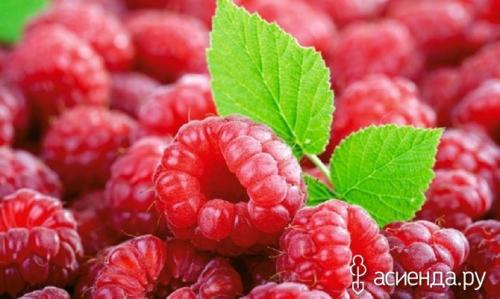 Кустарники со съедобными ягодами. Кустарники со съедобными плодами