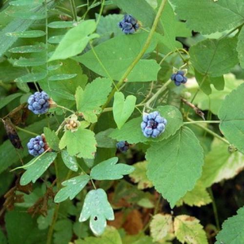 Какие плодовые кустарники можно без опаски посадить.. Какие плодовые кустарники посадить в саду: популярные культуры и рекомендуемые сорта 04 Какие плодовые кустарники можно без опаски посадить.. Какие плодовые кустарники посадить в саду: популярные культуры и рекомендуемые сорта 04