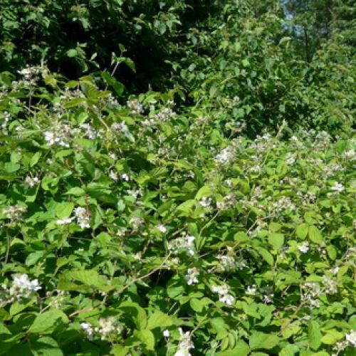 Какие плодовые кустарники можно без опаски посадить.. Какие плодовые кустарники посадить в саду: популярные культуры и рекомендуемые сорта 07 Какие плодовые кустарники можно без опаски посадить.. Какие плодовые кустарники посадить в саду: популярные культуры и рекомендуемые сорта 07