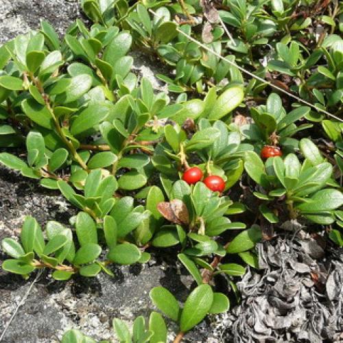 Какие плодовые кустарники можно без опаски посадить.. Какие плодовые кустарники посадить в саду: популярные культуры и рекомендуемые сорта 03 Какие плодовые кустарники можно без опаски посадить.. Какие плодовые кустарники посадить в саду: популярные культуры и рекомендуемые сорта 03