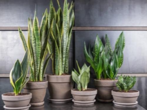 Теневыносливые и тенелюбивые многолетники. 10 лучших многолетних тенелюбивых растений и цветов для сада 17