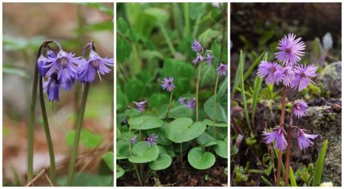 Теневыносливые и тенелюбивые многолетники. 10 лучших многолетних тенелюбивых растений и цветов для сада 06