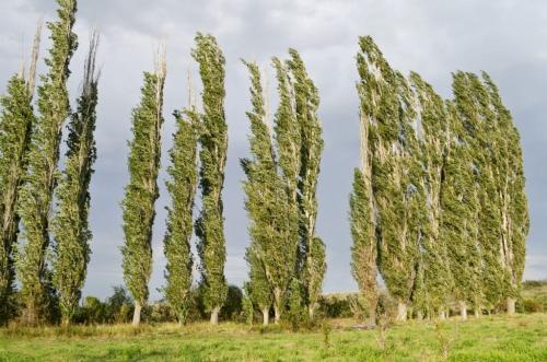Деревья список. Виды лиственных и хвойных деревьев растущих в России