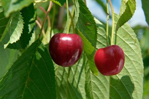 Какие плодовые деревья растут в полутени. Как выращивать фрукты и ягоды в тени