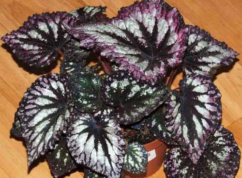 Тенелюбивые деревья для дома. 33 тенелюбивые комнатные растения с минимальными требованиями к освещению