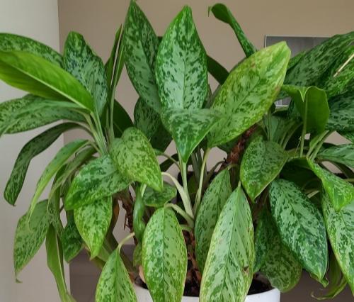 Тенелюбивые деревья для дома. 33 тенелюбивые комнатные растения с минимальными требованиями к освещению