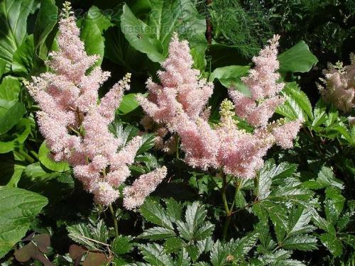 Тенелюбивые растения леса. Список тенелюбивых цветов и растений (21 фото), особенности ухода. Примеры посадки