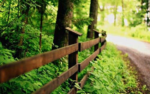 Нормы посадки фруктовых деревьев. Нормы посадки деревьев по отношению к забору соседнего участка