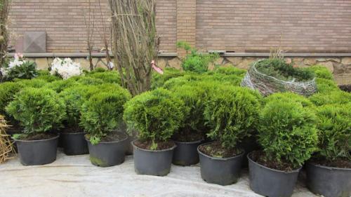 Посадка деревьев осенью. Плюсы и минусы осенней посадки