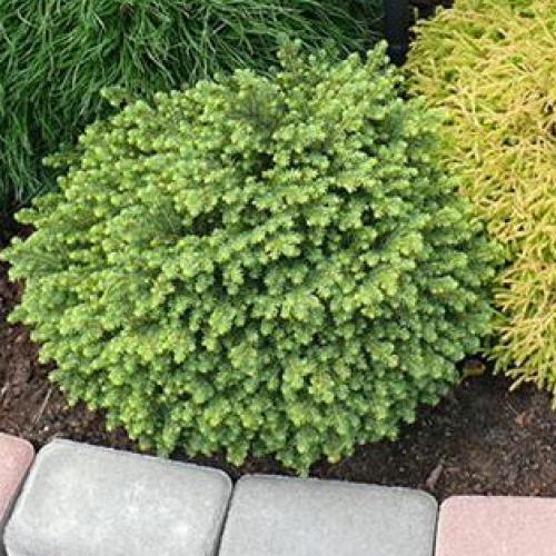 Низкорослые хвойники для тени. Карликовые сорта ели для тени