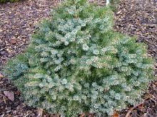 Хвойники в саду и их дизайн. Выбор растений 10 Хвойники в саду и их дизайн. Выбор растений 10