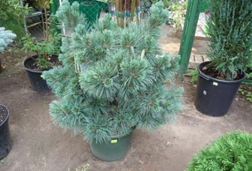 Хвойники в саду и их дизайн. Выбор растений 26 Хвойники в саду и их дизайн. Выбор растений 26