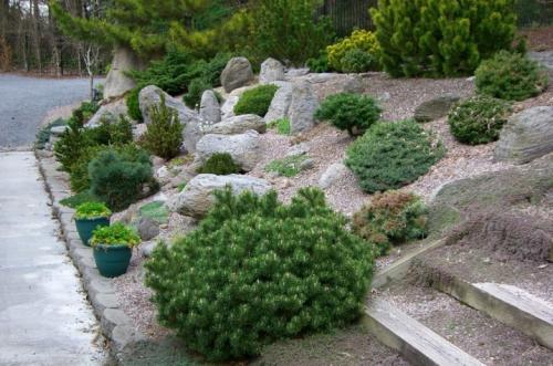 Хвойники в саду и их дизайн. Выбор растений 17 Хвойники в саду и их дизайн. Выбор растений 17