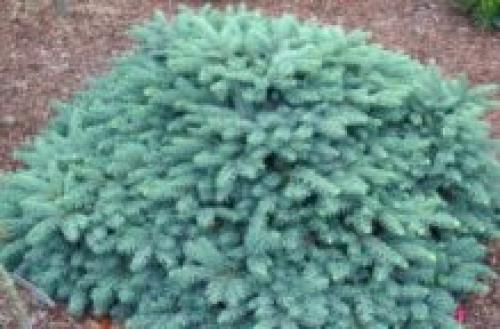 Хвойники в саду и их дизайн. Выбор растений 09 Хвойники в саду и их дизайн. Выбор растений 09