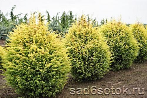 Хвойные с узкой кроной. Можжевельник обыкновенный (Juniperus communis)